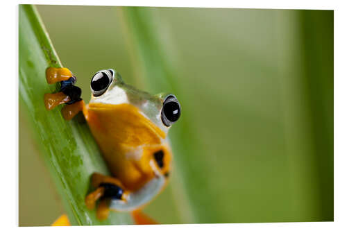 Tableau en PVC Frog in Orange