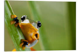 Gallery print Frog in Orange