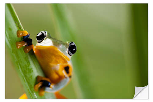 Vinilo para la pared Frog in Orange