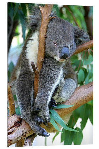 Gallery print Koala at closing time