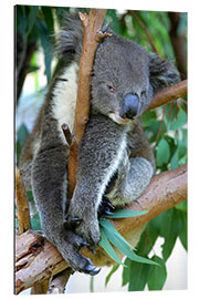 Gallery print Koala at closing time