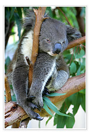 Poster  Koalabär hat Feierabend