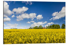 Aluminium print Spring in yellow and blue on Bornholm