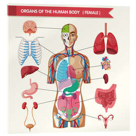 Acrylglasbild Organe des weiblichen Körpers
