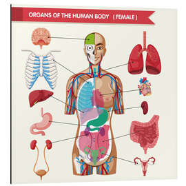 Tableau en aluminium Organes du corps féminin (anglais)