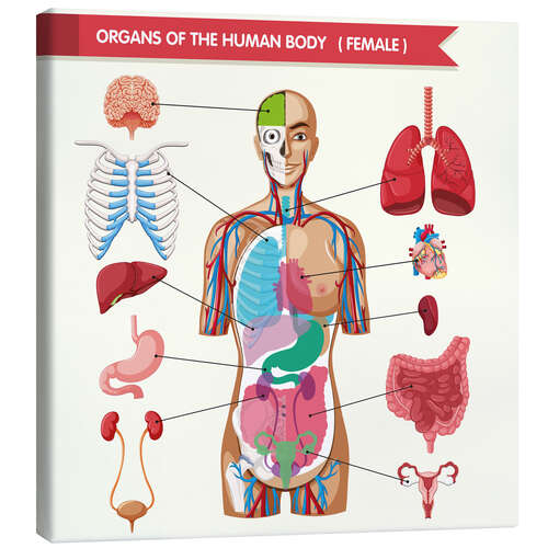 Leinwandbild Organe des weiblichen Körpers