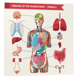 Foam board print Organs of the female body