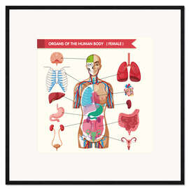 Ingelijste kunstdruk Organs of the female body