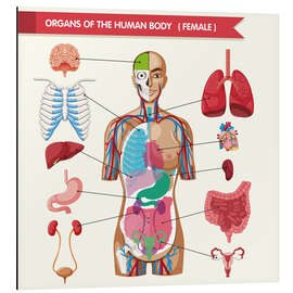 Magnettafel Organe des weiblichen Körpers