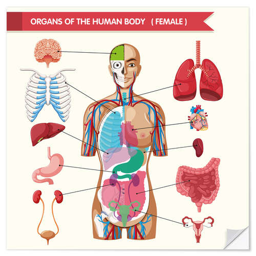 Naklejka na ścianę Organs of the female body