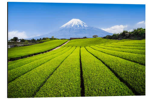 Aluminium print Tea plantation with Mount Fuji in Shizuoka, Japan