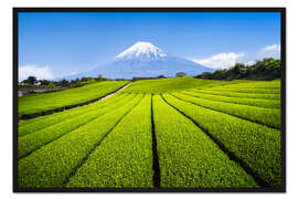 Gerahmter Kunstdruck Teeplantage mit Berg Fuji in Shizuoka, Japan