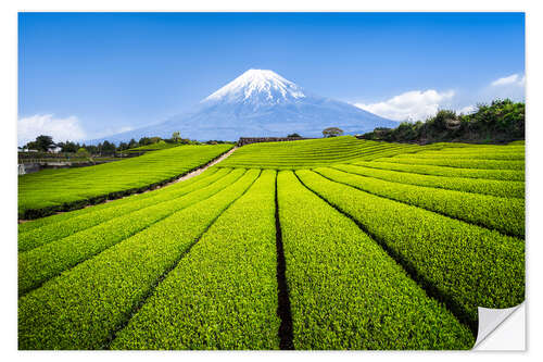 Naklejka na ścianę Tea plantation with Mount Fuji in Shizuoka, Japan