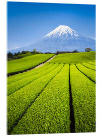 Acrylic print Tea Plantation and Mount Fuji in Shizuoka, Japan