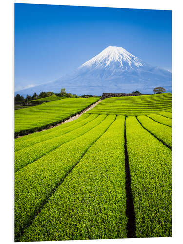 Tableau en PVC Plantation de thé et Mont Fuji à Shizuoka, Japon