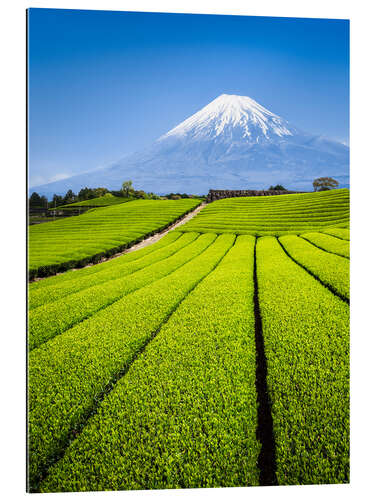 Gallery print Tea Plantation and Mount Fuji in Shizuoka, Japan