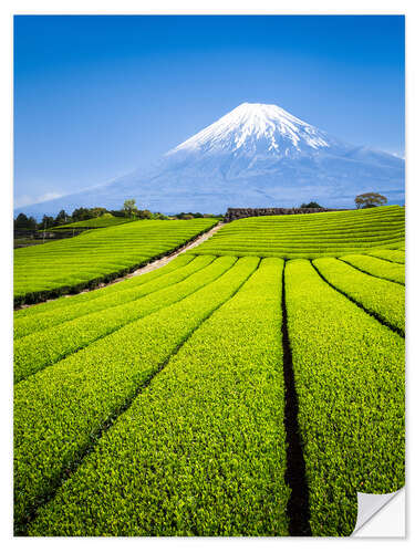 Wall sticker Tea Plantation and Mount Fuji in Shizuoka, Japan