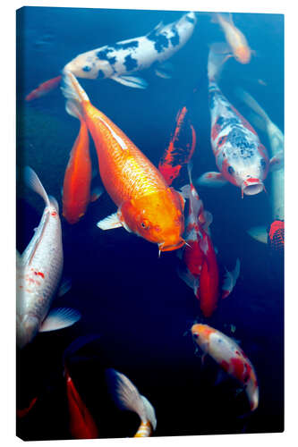 Canvas print Koi Pond