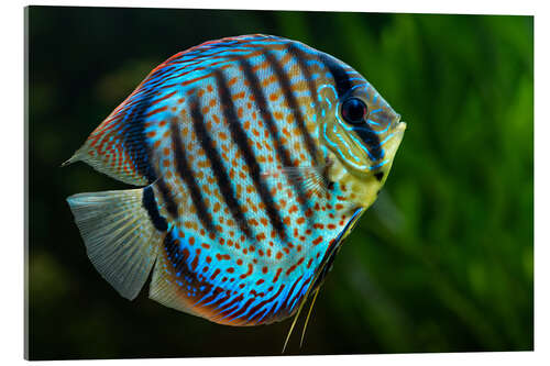 Acrylic print Blue discus fish