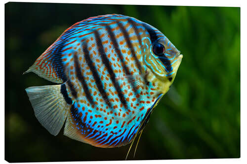 Canvas print Blue discus fish