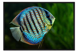 Gerahmter Kunstdruck Blauer Diskusfisch