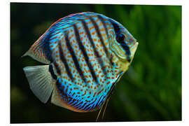 Foam board print Blue discus fish