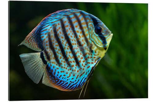 Gallery print Blue discus fish