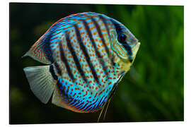 Magnettafel Blauer Diskusfisch