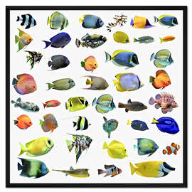 Gerahmter Kunstdruck Salzwasserfische