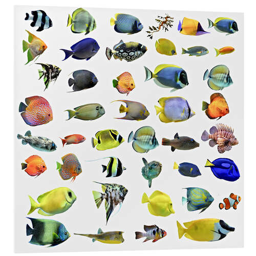 Quadro em PVC Fishes of the sea