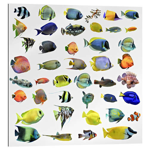 Gallery print Fishes of the sea