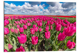 Alubild Beautiful dutch Field of pink tulips