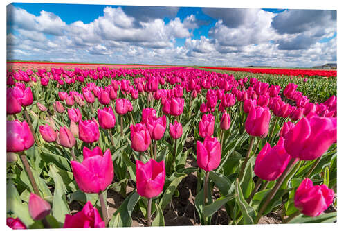 Tableau sur toile Beautiful dutch Field of pink tulips