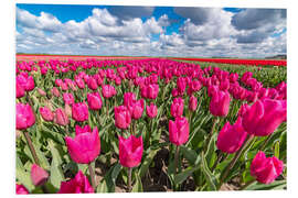 Foam board print Beautiful dutch Field of pink tulips