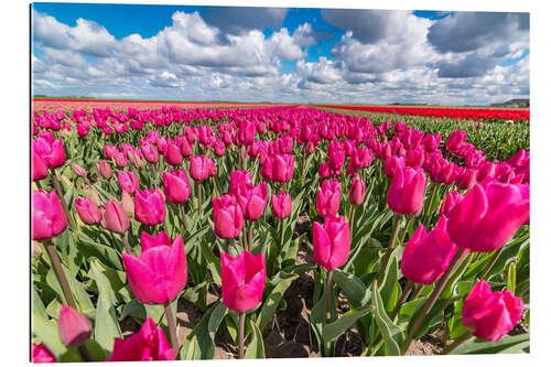 Galleriprint Beautiful dutch Field of pink tulips