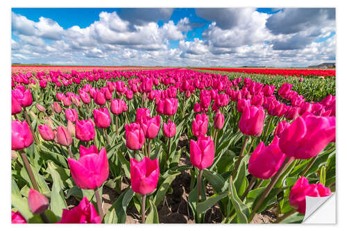 Naklejka na ścianę Beautiful dutch Field of pink tulips