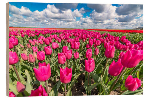 Cuadro de madera Beautiful dutch Field of pink tulips