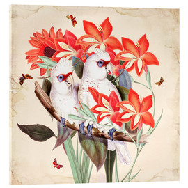 Obraz na szkle akrylowym  Oh My Parrot XI - Mandy Reinmuth