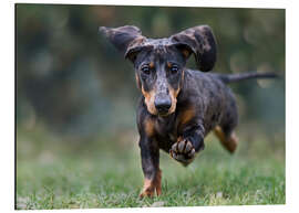 Aluminium print Tiger Dachshund