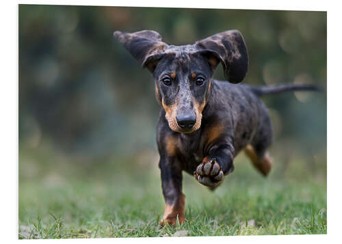 Tableau en PVC Tiger Dachshund