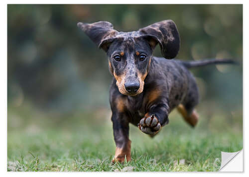 Sticker mural Tiger Dachshund