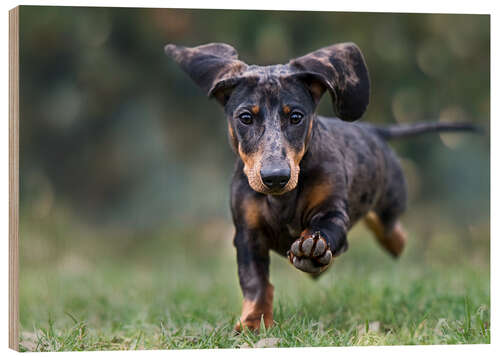 Wood print Tiger Dachshund