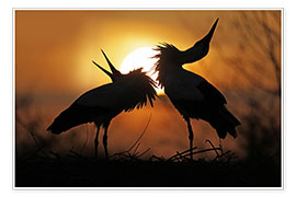 Wall print  Courtship storks - Thomas Herzog