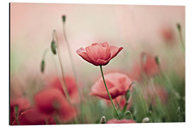 Aluminiumtavla Corn Poppies