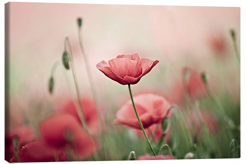 Quadro em tela Corn Poppies