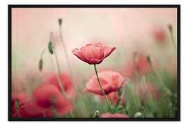 Gerahmter Kunstdruck Klatschmohn