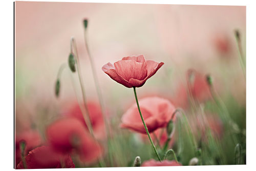 Gallery print Corn Poppies