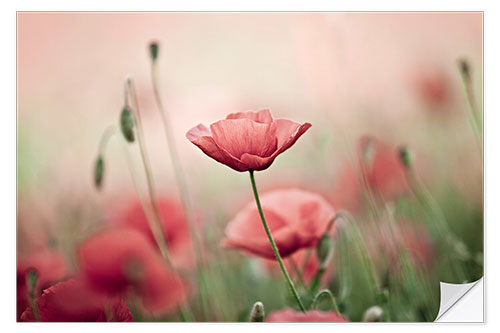 Selvklebende plakat Corn Poppies