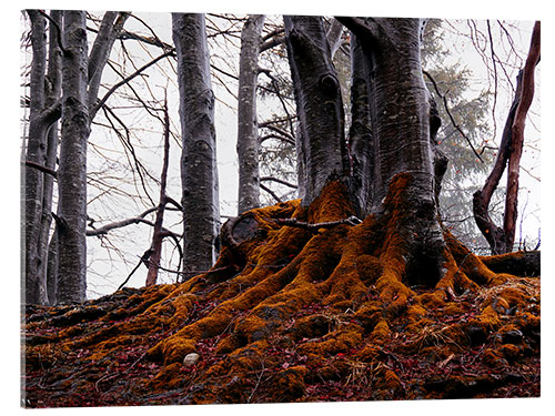 Acrylglasbild Moosbewachsene Bäume im Wald