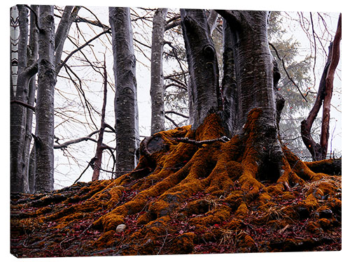 Tableau sur toile Trees in the forest